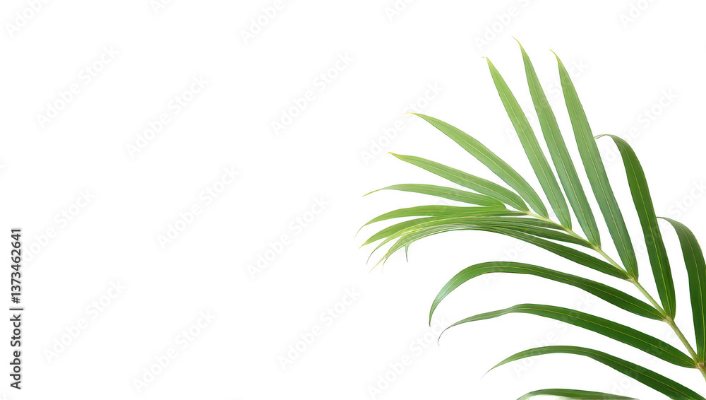 Lush Green Palm Frond on Black Background Lush Green Palm Frond on Black Background