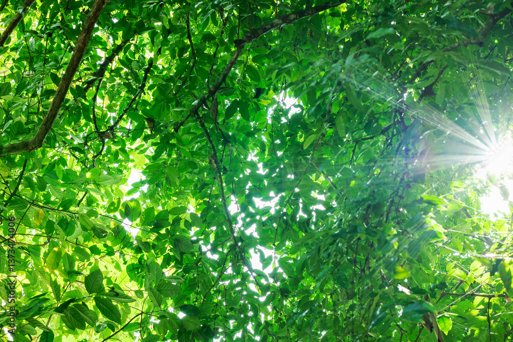 Fototapeta premium The reflection of sunlight from behind the green leaves
