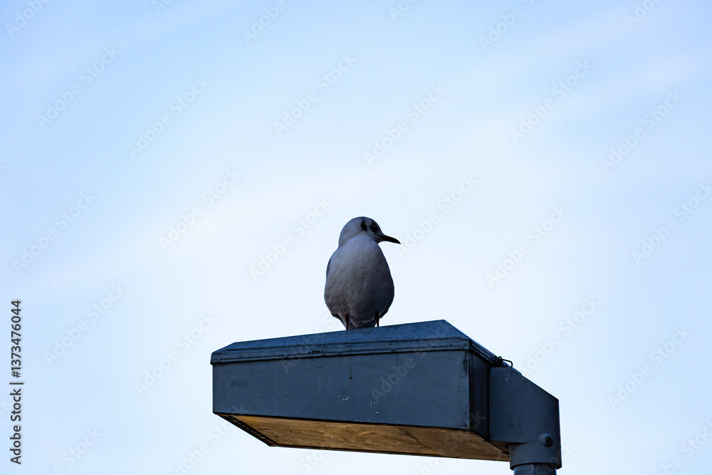 Seagull stay on street lamp