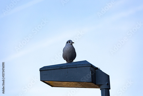 Seagull stay on street lamp