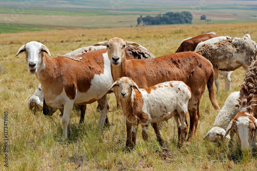 Bilde på lerret Meatmaster sheep - indigenous sheep breed of South Africa - on rural farm