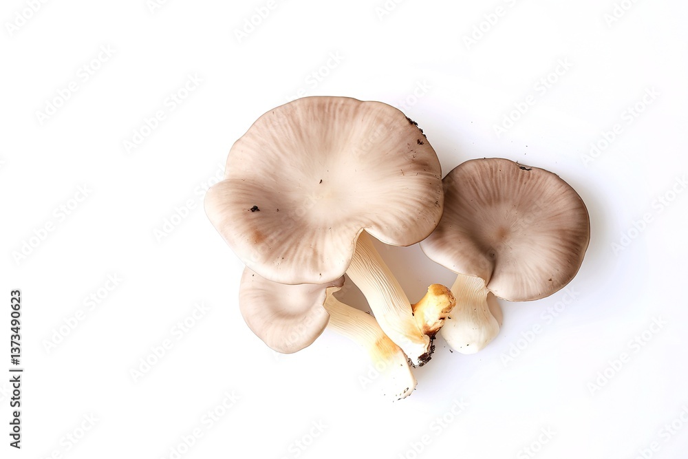 Fototapeta premium The group of grey oyster mushroom isolated on white background
