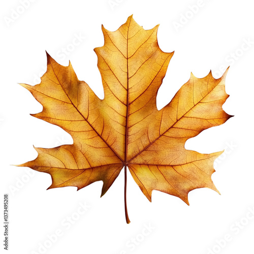 Wallpaper Mural yellow Autumn maple leaf isolated on transparent background a Torontodigital.ca