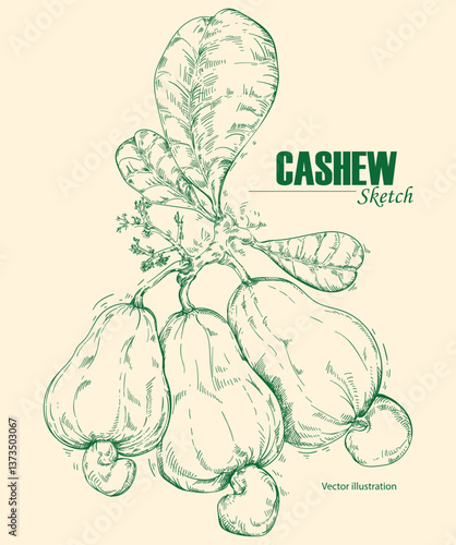Hand drawn sketch of cashew fruits growing on a branch including cashew fruit, cashew nuts and leaves. Vector illustration