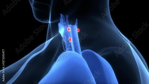 Human Body Glands Parathyroid Gland Anatomy Animation Concept