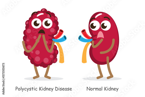 Polycystic Kidney Disease and normal kidney . Cute funny medical cartoon character . Isolated white background . Vector .