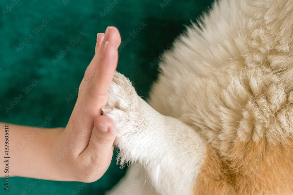 Heartwarming moment of connection between paw of dog and hand of human giving a high five. Heartwarming moment of connection between paw of dog and hand of human giving a high five.