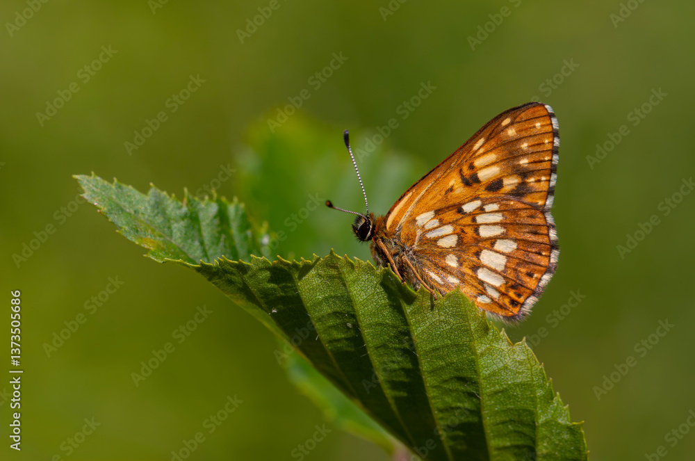 Hamearis lucina, Duke, orange butterfly on leaf with green background, selective focus.