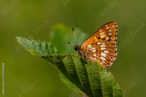 Obraz na płótnie Hamearis lucina, Duke, orange butterfly on leaf with green background, selective focus. w salonie