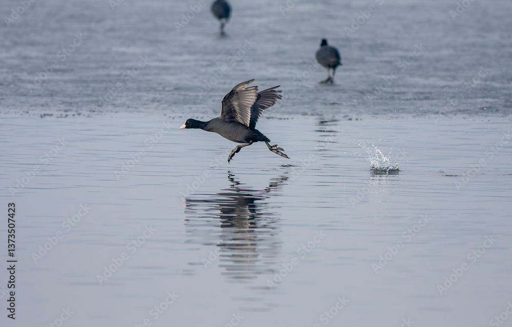 waterfowl resting in the water, Eurasian Coot, Fulica atra