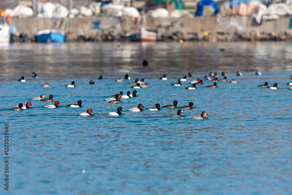 water bird in its natural environment, Common Pochard, Aythya ferina