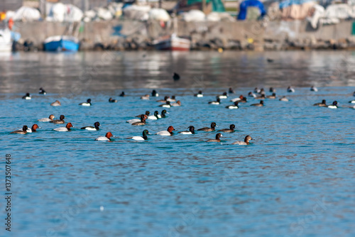 water bird in its natural environment, Common Pochard, Aythya ferina