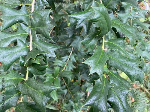 Up close, vibrant green American holly leaves showcase their unique spiky shape and fresh appearance.