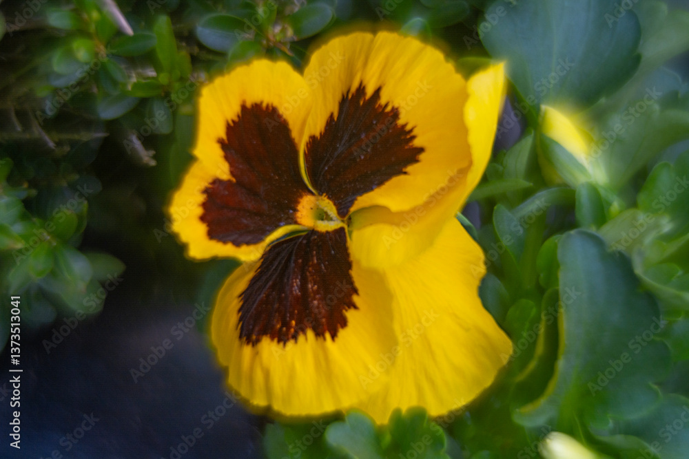 Spring flowers, pansies close up.