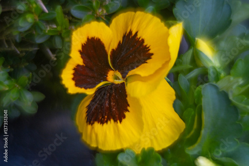 Obraz na płótnie Spring flowers, pansies close up. w salonie