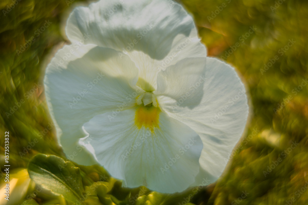 Spring flowers, pansies close up.