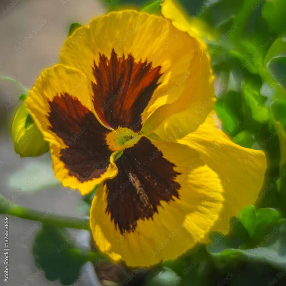 Spring flowers, pansies close up.