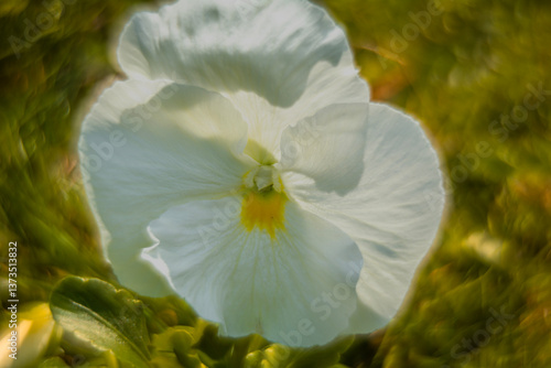 Obraz na płótnie Spring flowers, pansies close up. w salonie