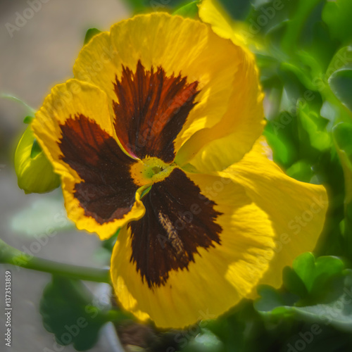 Obraz na płótnie Spring flowers, pansies close up. w salonie