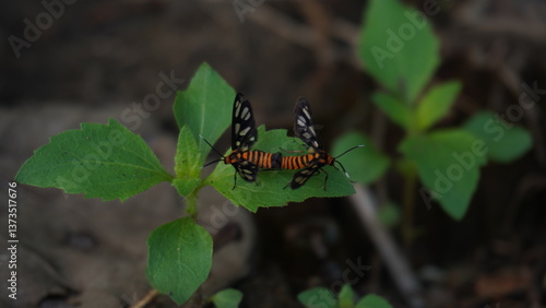 Obraz na plátne Butterflies have entered the mating season perching on the leaves