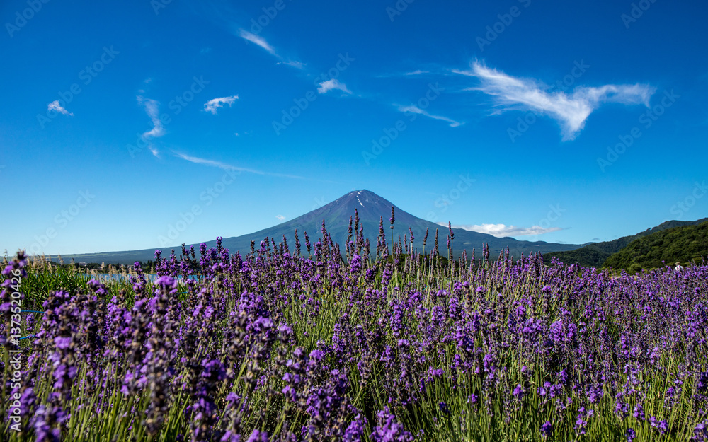 Fototapeta premium 富士山