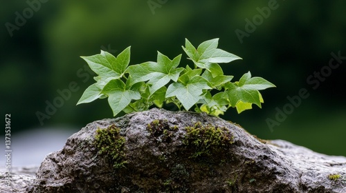 Nature s Resilience  Ivy Growing on Mossy Rock  Spring Leaves