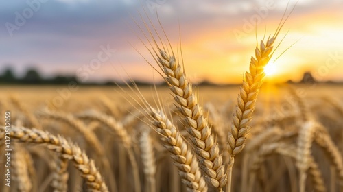 Obraz na płótnie Golden Wheat Field Sunset Agriculture Harvest Rural Scene w salonie
