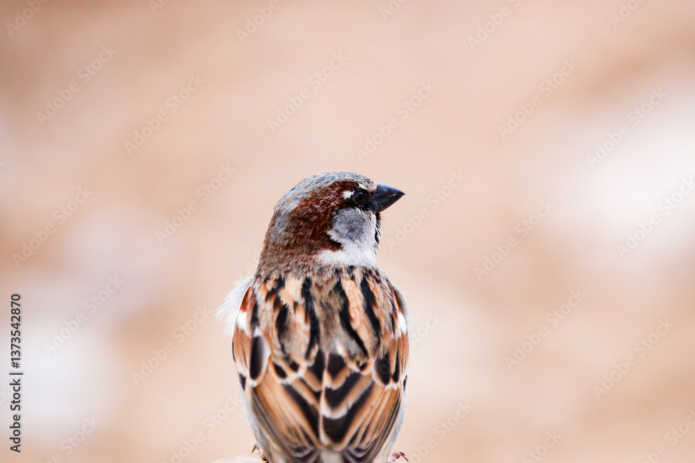 Naklejka premium Portrait of a sparrow in Villajoyosa