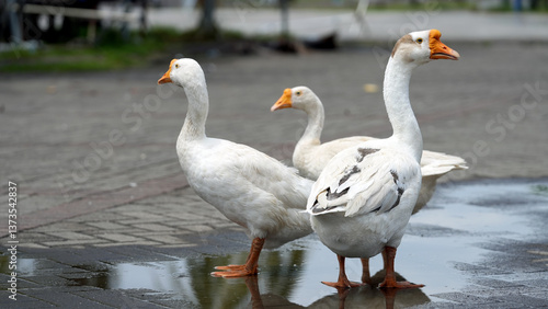 Foto White geese in the backyard