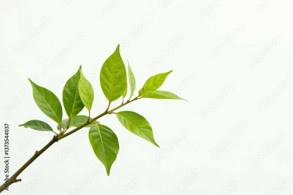 Simple branch with leaves against white background, nature, leafy Simple branch with leaves against white background, nature, leafy