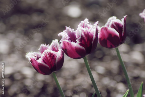 Close up beautiful tulips in spring season