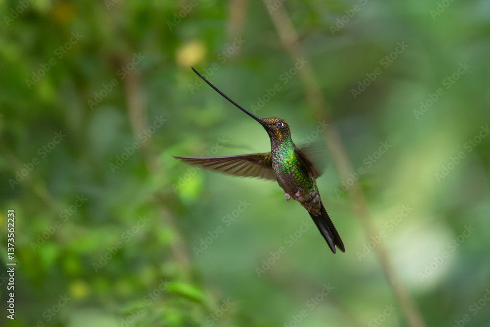 Fototapeta premium Sword-billed hummingbird (Ensifera ensifera) in Zuro Loma, Ecuador