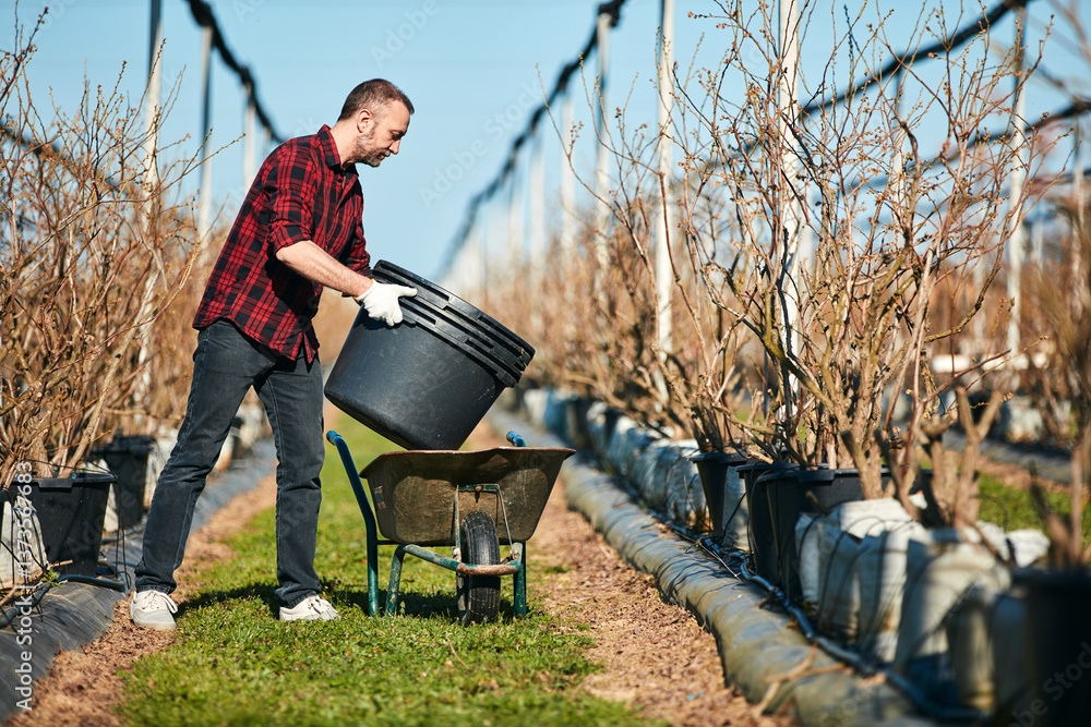 A male gardener working with wheelbarrow and big plastic pots in a blueberries organic farm.