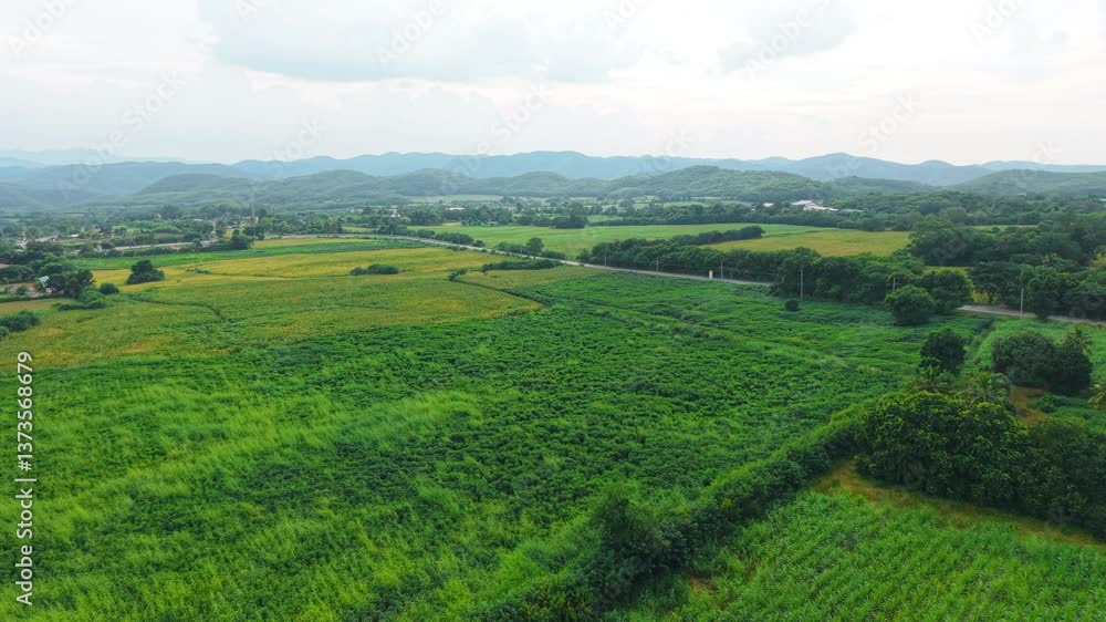 Cassava and sugarcane fields alongside a rural road illustrating agriculture Cassava and sugarcane fields alongside a rural road illustrating agriculture