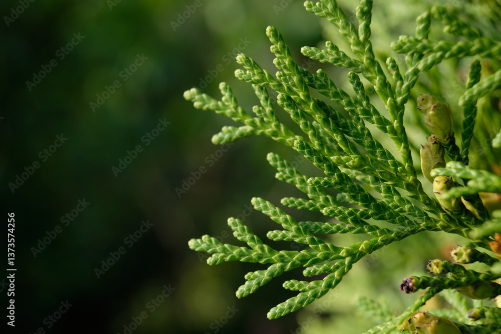 Western thuja, needles, leaves close-up macro Western thuja, needles, leaves close-up macro