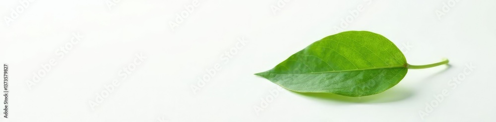 Obraz premium Single leaf isolated on a plain white surface, nature, white