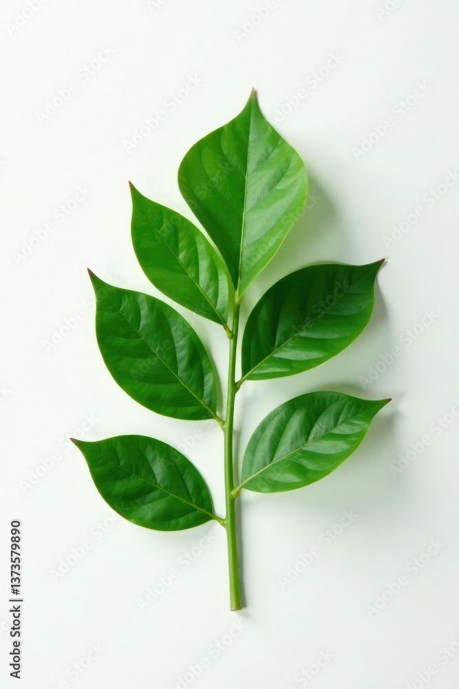 Fototapeta premium Single leaf isolated on white background with subtle texture, plant, foliage, leaves