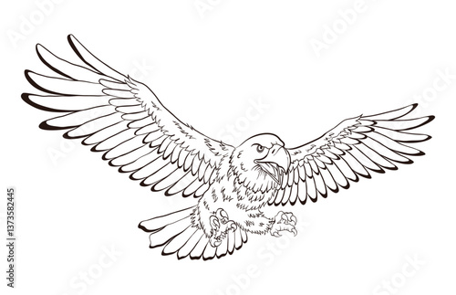 American eagle, national symbol in coloring style. American proud eagle on white background. Vector design illustration