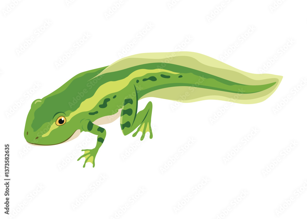 Frog life cycle stage. Wild water animal, development toads. Amphibian illustration. Hand drawn colorful diagram on white background