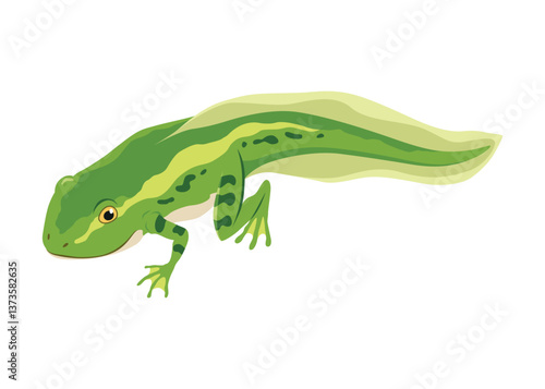 Obraz na płótnie Frog life cycle stage. Wild water animal, development toads. Amphibian illustration. Hand drawn colorful diagram on white background w salonie