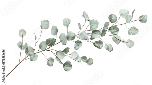 Isolated Spring Flowers and Botanical Elements – Realistic Floral Cutouts on White Background