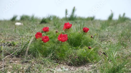 Beautiful red peonies blurred green grass background. Narrow-leaved peony or peony voronets lat. Paeonia tenuifolia bloomed in the steppe in the spring. Wild rare flower. Protected plant species.