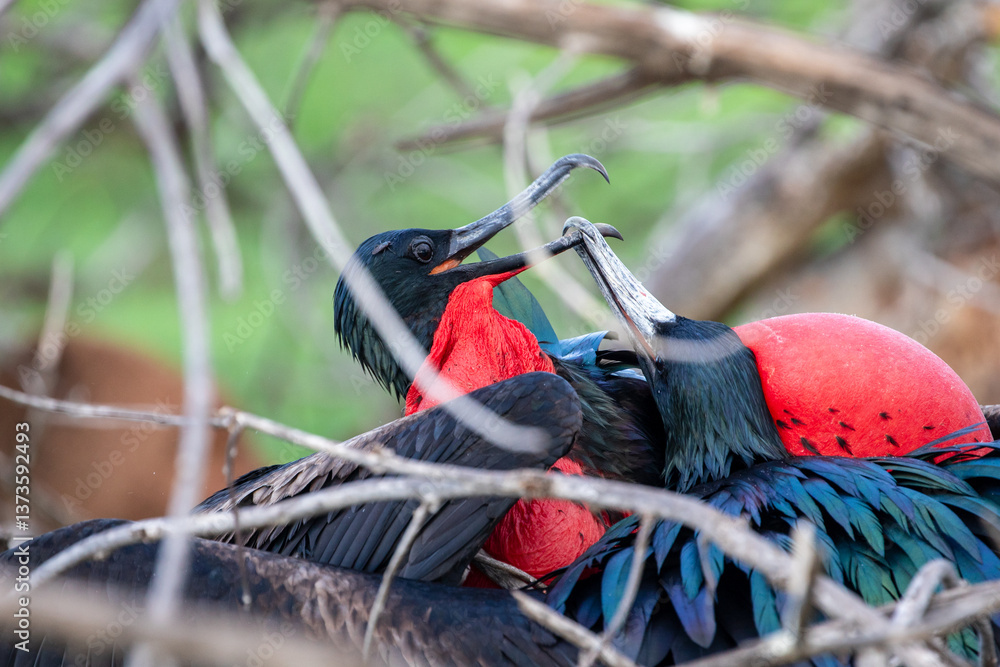 Fototapeta premium Two male frigatebirds (Fregata Magnificens) fighting. They are trying to destroy each others inflated gular sac and steal a prime perching position to attract a mate. Galápagos Islands.