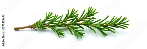 Single isolated cedar branch with aromatic scent on white background, solitary branch, isolated trees, foliage