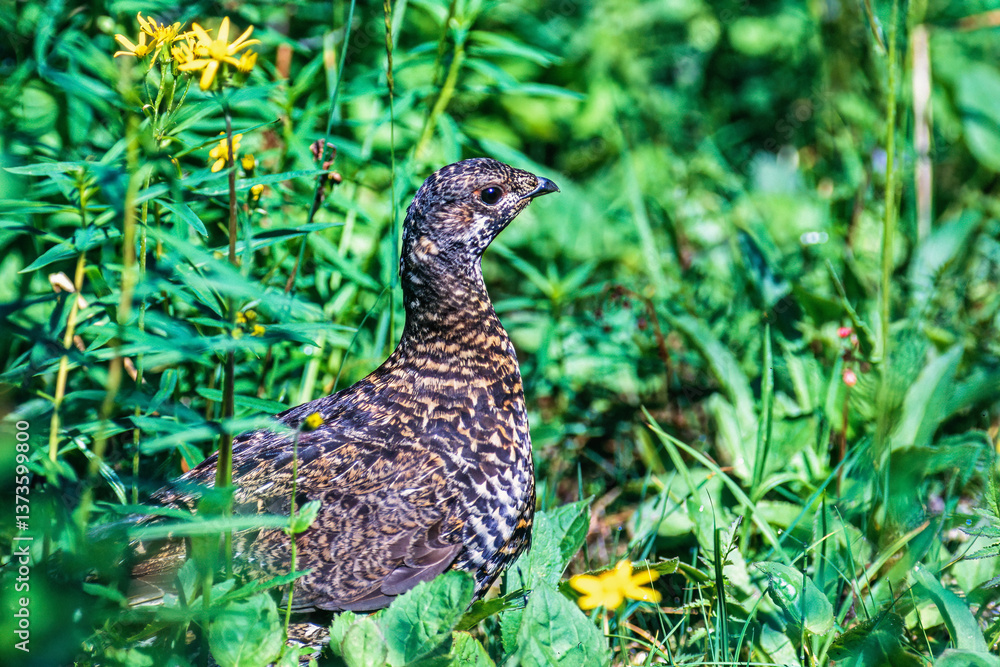Obraz premium Female Ptarmigan in the green with blooming wildflowers