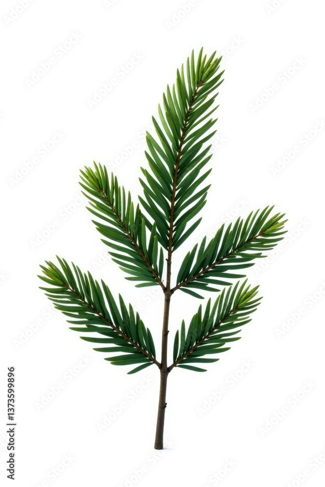 Single isolated fir branch against a stark white background, forest, snow Single isolated fir branch against a stark white background, forest, snow