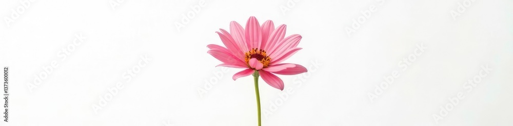 Single isolated flower against a stark white canvas, solitary, flowers Single isolated flower against a stark white canvas, solitary, flowers