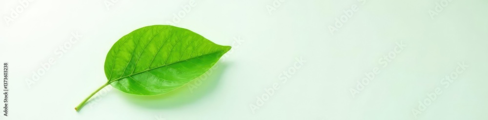 Obraz premium Single large green leaf on a plain white surface, green, single, simple