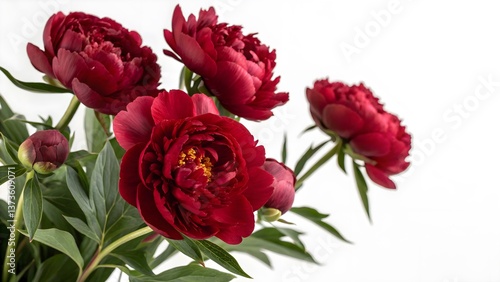 Wallpaper Mural Deep Red Peonies with Lush Petals, Isolated on a White Background, symbolizing elegance and timeless beauty, High-Quality Luxury Flower Stock Image Torontodigital.ca