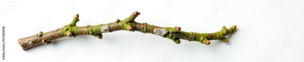 Fototapeta premium Single isolated branch with moss and lichen on white surface, white, closeup, nature